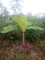 Musa