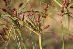 Cyperus thunbergii