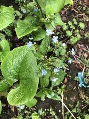 Brunnera sibirica