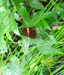 Heliconius erato hydara