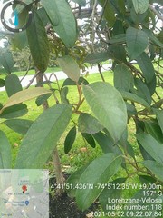 Citharexylum subflavescens