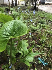 Brunnera sibirica