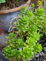 Sedum × luteoviride