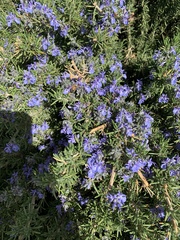Salvia rosmarinus
