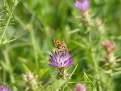Hylephila fasciolata
