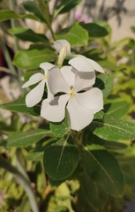 Catharanthus roseus