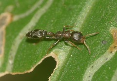 Formicidae