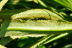 Puccinia sii-falcariae