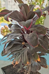 Cordyline fruticosa