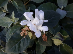 Barleria albostellata