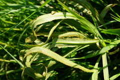 Puccinia sii-falcariae