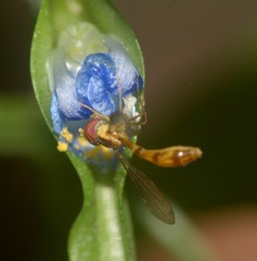 Syrphini