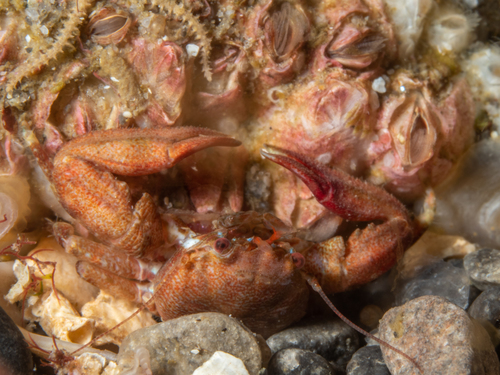 Long-clawed Porcelain Crab, photo 3 of 8