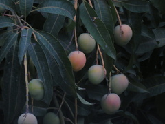 Mangifera indica