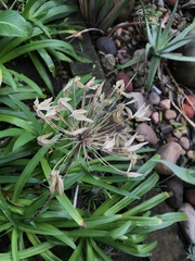 Agapanthus