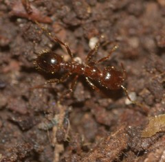 Formicidae
