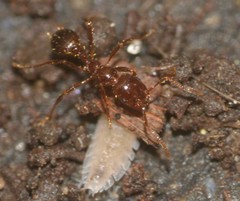 Formicidae