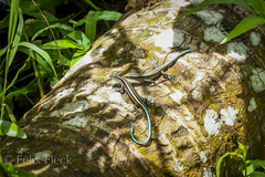 Emoia caeruleocauda