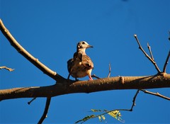 Columbina talpacoti