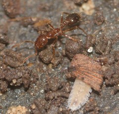 Solenopsis