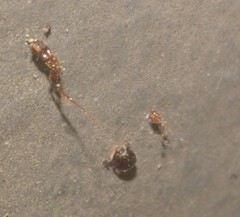 Insecta