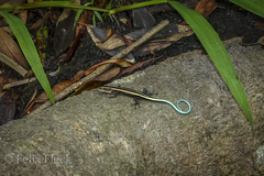 Emoia caeruleocauda