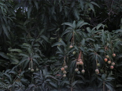 Mangifera indica