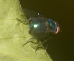 Diptera
