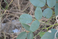 Erythrina crista-galli