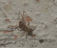 Formicidae