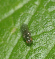 Diptera
