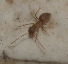 Formicidae