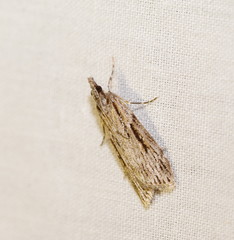 Scoparia ochrophara