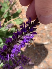 Apis mellifera