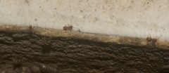 Formicidae