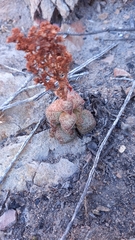 Crassula montana