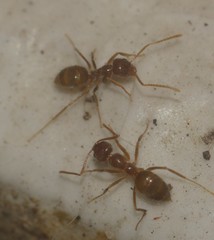 Formicidae