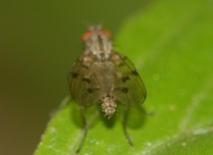 Anthomyia punctipennis