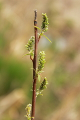 Salix sericea