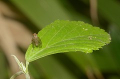 Anthomyia punctipennis
