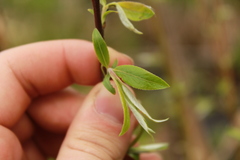 Salix sericea