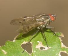 Anthomyia punctipennis