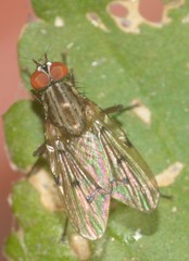 Anthomyia punctipennis