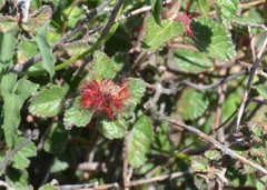 Acalypha californica