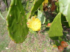 Opuntia tuna
