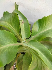 Kalanchoe