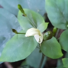 Justicia campylostemon