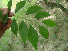 Forestiera acuminata