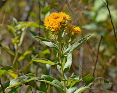 Pentanema germanicum
