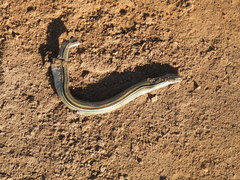Ophiodes vertebralis